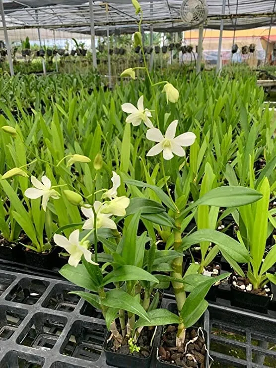 Dendrobium Jaquelyn Thomas 'Uniwai Mist'