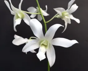 Dendrobium Jaquelyn Thomas 'Uniwai Mist'