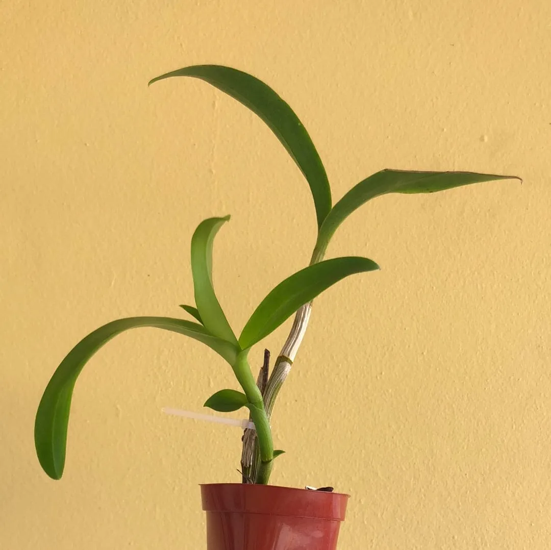 Dendrobium Jaquelyn Thomas 'Uniwai Mist'