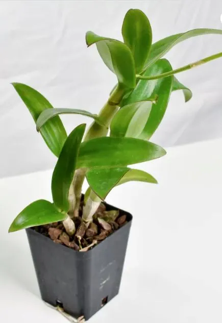 Dendrobium Jaquelyn Thomas 'Uniwai Mist'
