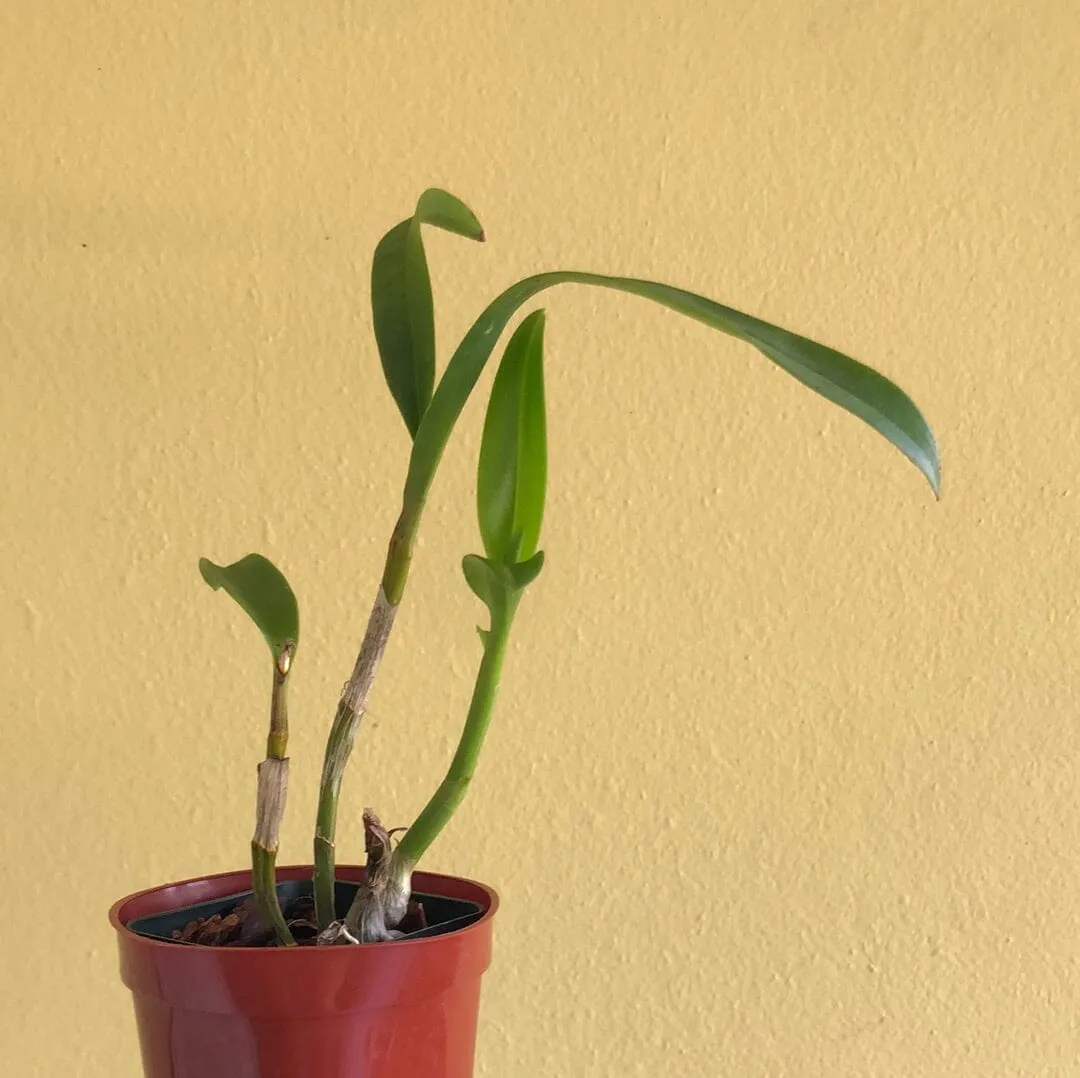 Dendrobium Jaquelyn Thomas 'Uniwai Mist'
