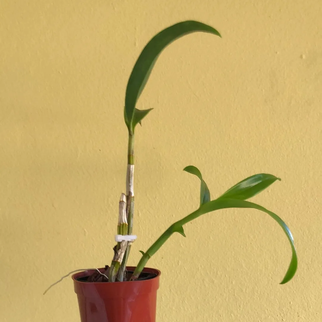 Dendrobium Jaquelyn Thomas 'Uniwai Mist'