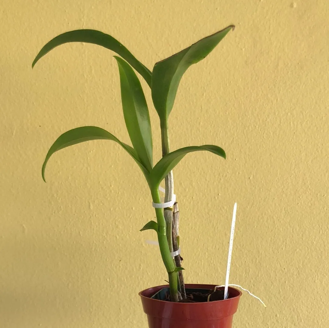 Dendrobium Jaquelyn Thomas 'Uniwai Mist'
