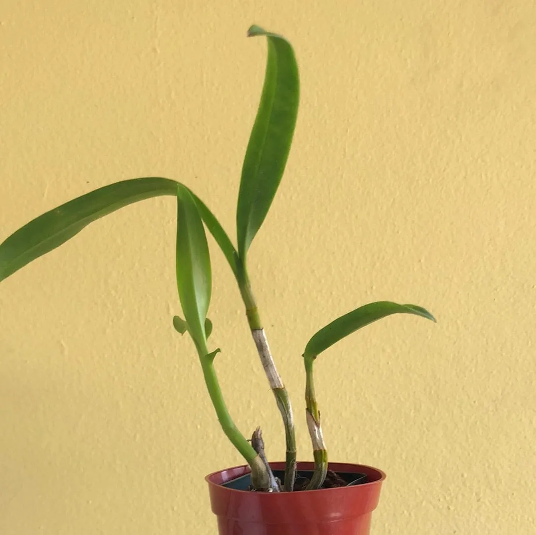 Dendrobium Jaquelyn Thomas 'Uniwai Mist'