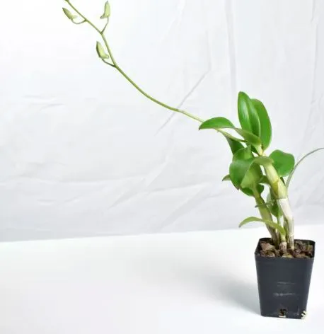 Dendrobium Jaquelyn Thomas 'Uniwai Mist'