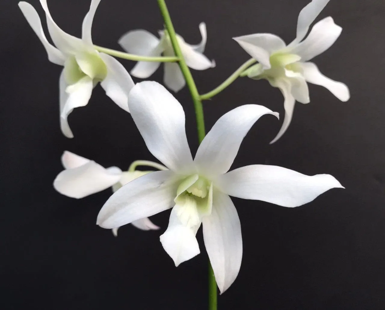 Dendrobium Jaquelyn Thomas 'Uniwai Mist'