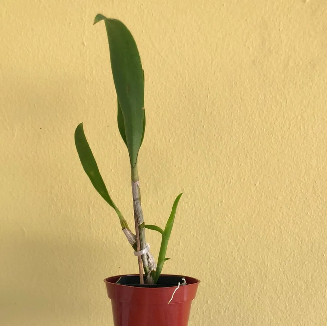 Dendrobium Jaquelyn Thomas 'Uniwai Mist'