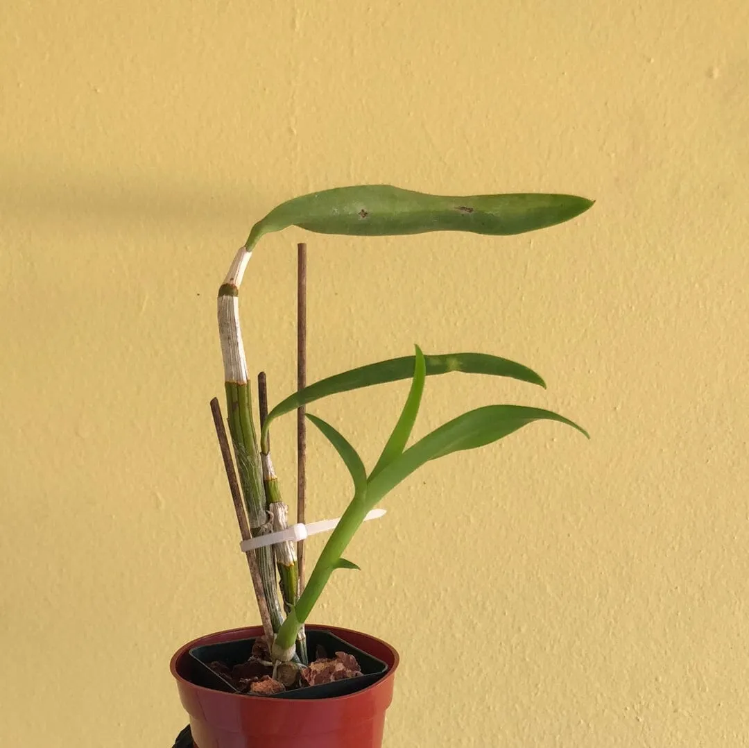 Dendrobium Jaquelyn Thomas 'Uniwai Mist'