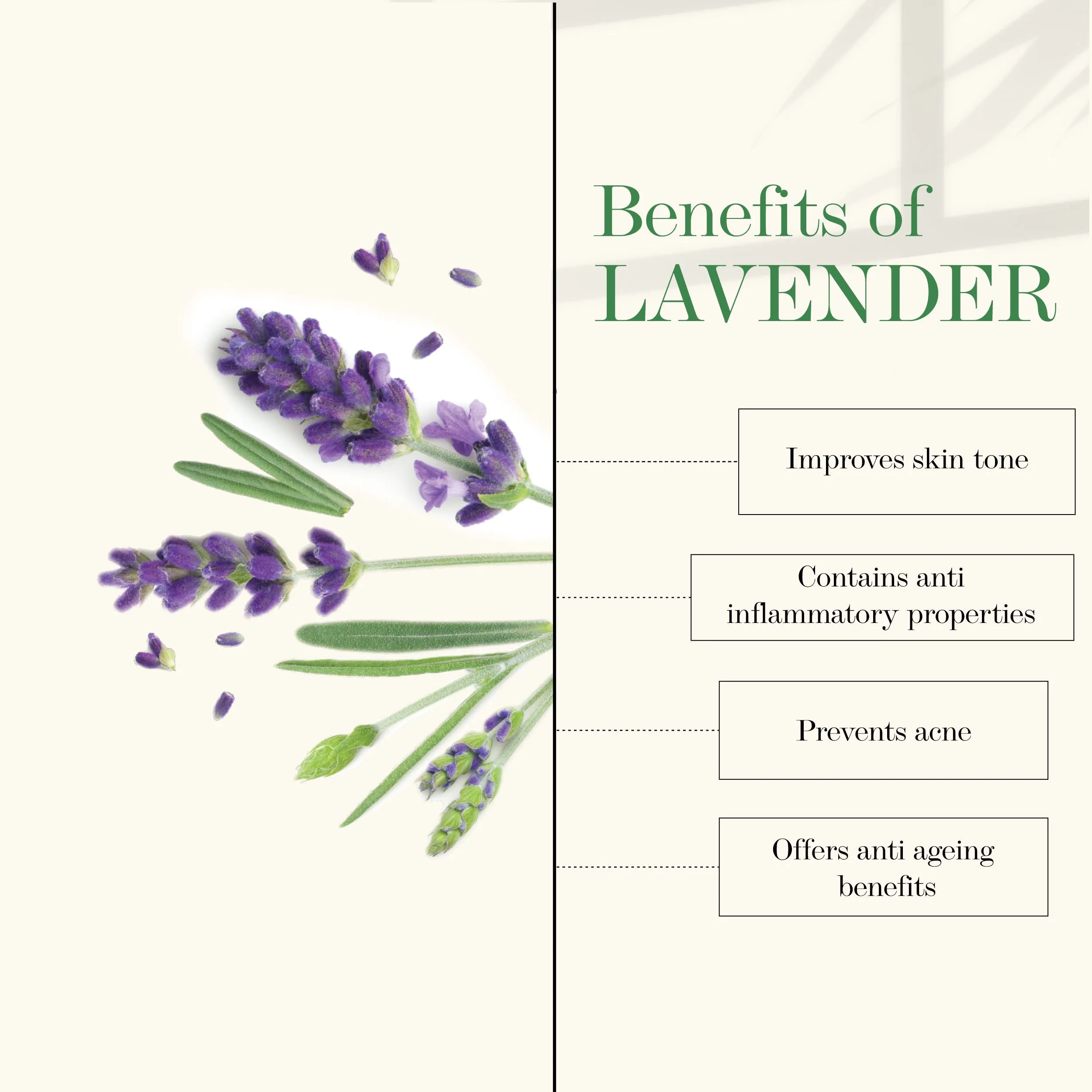 Good Vibes Lavender Softening Body Lotion | Anti-Acne, Anti-Ageing | No Parabens, No Sulphates, No Animal Testing (400ml   100 ml free)